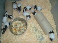 Лот: 3600092. Фото: 4. Японские мыши. Красноярск