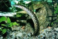 Лот: 1663555. Фото: 2. макрогнатус. Аквариумистика