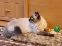 Лот: 7757910. Фото: 4. Балинезийская Кошечка. Красноярск