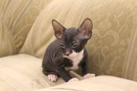 Лот: 3537153. Фото: 6. котенок Сфинкса