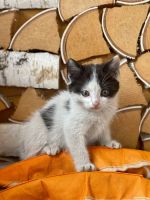 Лот: 20594498. Фото: 3. Продам котят. Растения и животные