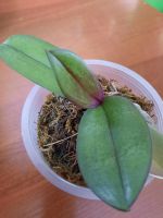 Лот: 18267470. Фото: 2. Орхидея фаленопсис. Комнатные растения и уход