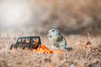 Лот: 21759199. Фото: 2. nikon ed af nikkor 300mm 1:4. Фото, видеокамеры, оптика