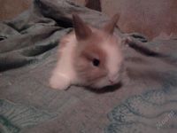 Лот: 1155464. Фото: 2. милые,декоративные,ангорские кролики... Животные и уход