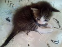 Лот: 11313028. Фото: 2. Котята в хорошие руки. Животные и уход