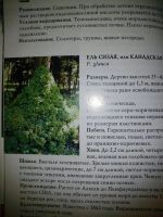 Лот: 4516010. Фото: 7. Книга: Хвойные растения