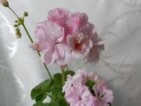 Лот: 4637000. Фото: 2. Пеларгония зональная Claire Ук... Комнатные растения и уход