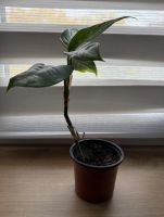 Лот: 25396795. Фото: 2. Аглаонема. Цветок удачи. N5. Комнатные растения и уход