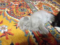 Лот: 5090715. Фото: 2. Шотландская вислоухая. Животные и уход