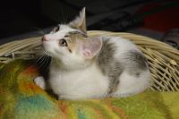 Лот: 8998567. Фото: 4. Котенька ищет дом (коробка корма... Красноярск