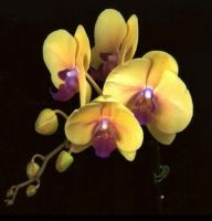 Лот: 14554962. Фото: 3. Орхидея Dtps. Fusheng's Golden... Растения и животные