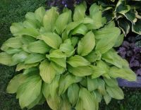 Лот: 9688152. Фото: 2. хоста Лемонейд (hosta 'Lemonade... Семена, рассада, садовые растения