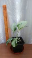 Лот: 13967642. Фото: 2. сциндапсус Marble Queen. Комнатные растения и уход