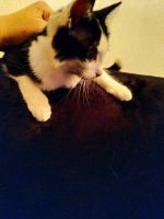 Лот: 17760515. Фото: 2. Котёнок, кошечка, домашние питомцы. Животные и уход