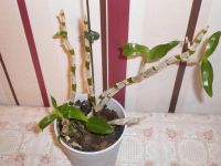 Лот: 1925869. Фото: 2. Орхидея дендробиум нобиле ароматный. Комнатные растения и уход