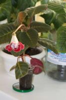 Лот: 3041457. Фото: 5. Глоксиния 3 (цветёт)