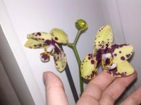 Лот: 5261470. Фото: 2. орхидея фаленопсис (отцвела недавно... Комнатные растения и уход