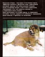 Лот: 13700409. Фото: 2. Красновская О., Пшеничникова Н... Дом, сад, досуг