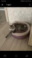Лот: 13827529. Фото: 6. котята бобтейла