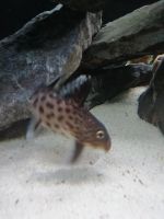 Лот: 15889669. Фото: 2. Сом Синодонтис (Cynodontis). Аквариумистика