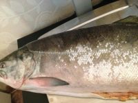 Лот: 4897788. Фото: 2. КИЖУЧ свежий. Продукты