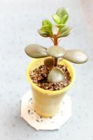 Лот: 5067107. Фото: 3. Денежное дерево. Толстянка, крассула... Растения и животные