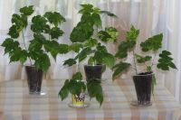 Лот: 5066950. Фото: 2. Абутилон с пестрыми листьями... Комнатные растения и уход