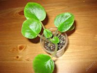 Лот: 1931179. Фото: 2. Фиалка ЕК - Рябиновый костер детка... Комнатные растения и уход