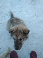 Лот: 11112182. Фото: 3. Девочка от отца Маламута. Растения и животные