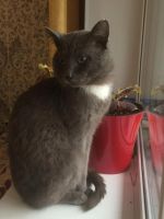 Лот: 6305154. Фото: 4. Отдадим кота мыше/крысо -лова... Красноярск