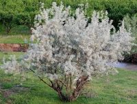 Лот: 11530594. Фото: 8. Лесопитомник "Купцов ручей" предлагает...