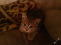 Лот: 1979134. Фото: 2. Котенок молодой в добые руки). Животные и уход