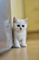 Лот: 11739407. Фото: 4. Британский котенок 2 мес - девочка1... Красноярск