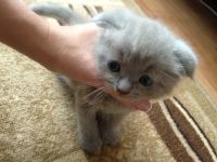 Лот: 7817150. Фото: 2. Шотландские вислоухие котята. Животные и уход