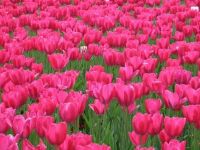 Лот: 15111903. Фото: 3. Тюльпаны оптом Иркутск сорт Pink... Сувениры, подарки