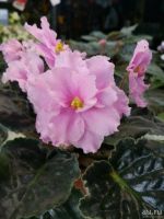 Лот: 13821465. Фото: 3. фиалка Розовая ( детка). Растения и животные