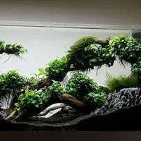 Лот: 9872392. Фото: 5. Анубиас карликовый Бартери Бонсай...