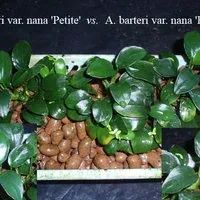 Лот: 9872392. Фото: 6. Анубиас карликовый Бартери Бонсай...