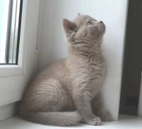 Лот: 4460413. Фото: 4. Прямоухая шотландская принцесса... Красноярск