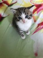 Лот: 14983206. Фото: 3. Шотландские котята. Растения и животные