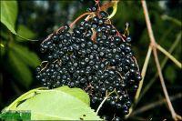Лот: 8164207. Фото: 6. Саженцы Аралия Маньчжурская