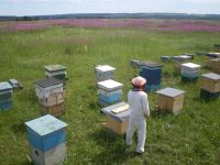 Лот: 5196186. Фото: 3. Пчелосемьи, Пчелы, Улья, Пасека... Растения и животные