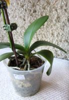 Лот: 25082813. Фото: 4. Орхидея фаленопсис азиатка от... Красноярск