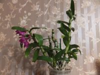 Лот: 4295339. Фото: 4. Орхидея дендробиум нобиле большой... Красноярск
