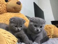 Лот: 14111620. Фото: 2. британцы. Животные и уход