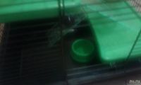 Лот: 10327447. Фото: 3. Клетка для хомяка. Растения и животные