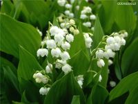 Лот: 2834203. Фото: 3. ландыши садовые. Для дачи, дома, огорода, бани, парка