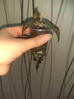 Лот: 10373943. Фото: 4. хойя эритрина (Hoya erythrina... Красноярск