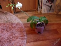 Лот: 1903503. Фото: 2. Продам орхидею фаленопсис 700р. Комнатные растения и уход