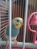 Лот: 5639496. Фото: 3. Волнистые попугаи с клеткой. Растения и животные